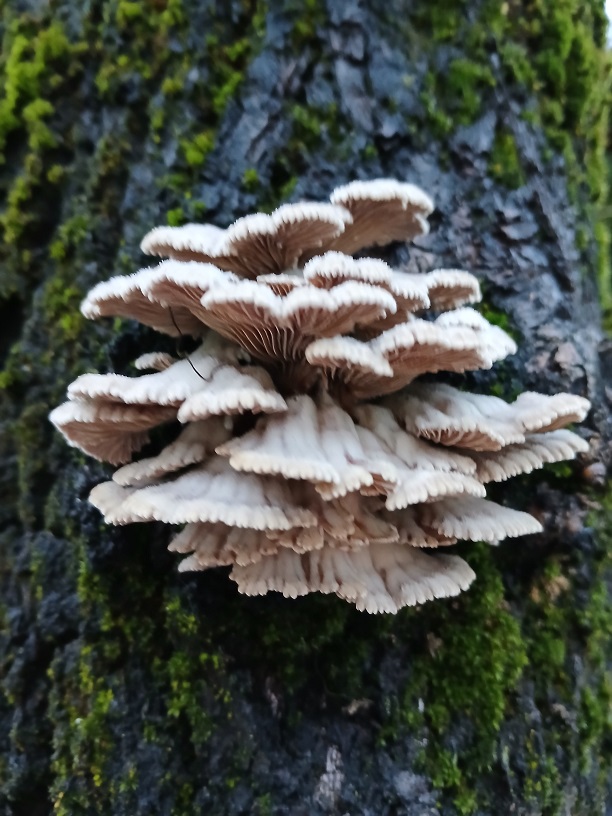 No s'ha trobat l'arxiu